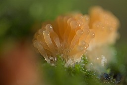 Тубіфера ржавая (Tubifera ferruginosa)