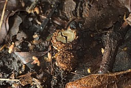 Бакальчык паласаты (Cyathus striatus)