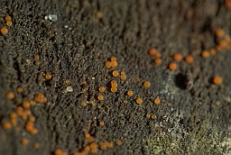 Аскаболус? (Ascobolus lignatilis)