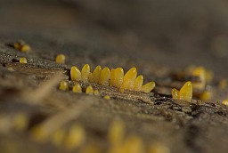 Калоцэра рогападобная (Calocera cornea)