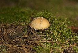 Мухамор пантэрны (Amanita pantherina)