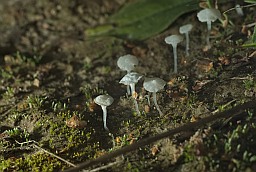 Дэлікатула маленькая (Delicatula integrella)