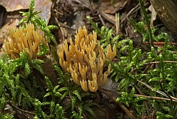 Рaгацік прамой (Ramaria stricta)