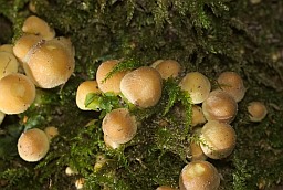 Ілжывая апенька серна-жоўтая (Hypholoma fasciculare)