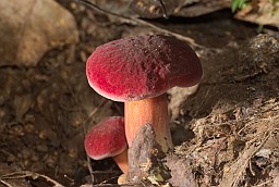 Махавік рубінава-ружовы (Xerocomus rubellus)