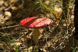 Мухамор чырвоны (Amanita muscaria)