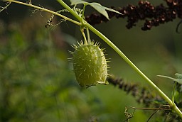 Эхінацысціс лопасцевы (Echinocystis lobata)