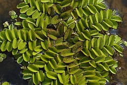 Сальвінія плывучая (Salvinia natans)