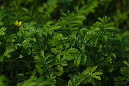 Дуброўка гусіная (Potentilla anserina)