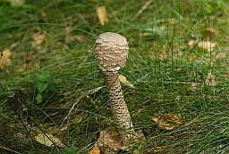 Грыб-парасон пярэсты (Macrolepiota procera)