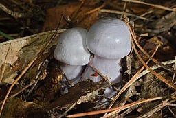 Павуціннік блакітны? (Cortinarius caerulescens)