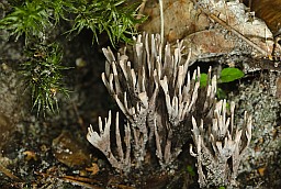 Тэлефора пальчатая (Thelephora palmata)