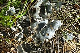 Peltigera hymenina