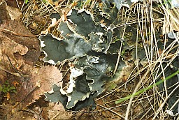 Peltigera hymenina