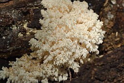 Coral tooth fungus (Hericium coralloides)