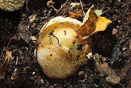 Common stinkhorn in egg stage (Phallus impudicus)