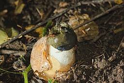 Common stinkhorn and flies (Phallus impudicus)