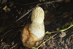 Common stinkhorn (Phallus impudicus)