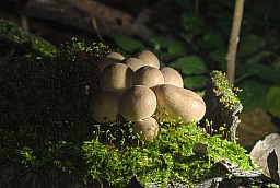 Stump puffball (Lycoperdon pyriforme)