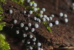 Physarum nutans