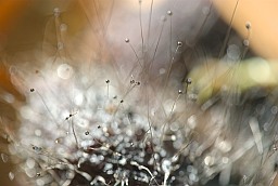 Mold